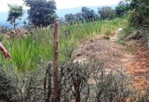 Resident blocks access route to Bikurungu Seed School, students left in limbo