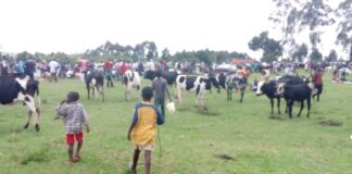Low animal prices worry sellers in Rukungiri as weekly markets resume operation