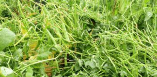 Over 1,000 farmers lose crops to Hailstorms in Rukungiri Municipality