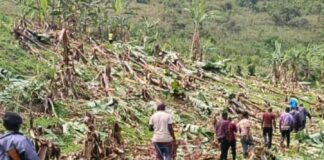 Five arrested in Rukiga for maliciously damaging banana plantation