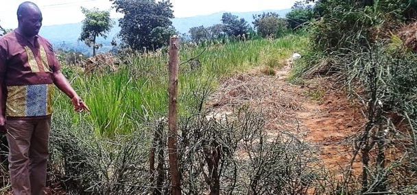 BIKURUNGU SEED SCHOOL
