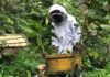 Empowering Beekeepers in Rukungiri: A Sweet Opportunity for Growth