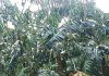 Katete Residents in Nyaruhanga Cell Petition Government for Aid After Devastating Hailstorms