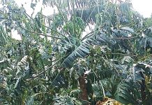 Katete Residents in Nyaruhanga Cell Petition Government for Aid After Devastating Hailstorms