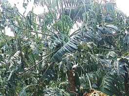 Katete Residents in Nyaruhanga Cell Petition Government for Aid After Devastating Hailstorms
