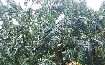 Katete Residents in Nyaruhanga Cell Petition Government for Aid After Devastating Hailstorms