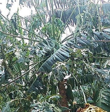 Katete Residents in Nyaruhanga Cell Petition Government for Aid After Devastating Hailstorms