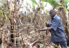 Ntungamo Farmers Sink Into Despair as Dry Spell Slashes Income for Two Years