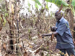Ntungamo Farmers Sink Into Despair as Dry Spell Slashes Income for Two Years