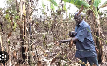 Ntungamo Farmers Sink Into Despair as Dry Spell Slashes Income for Two Years
