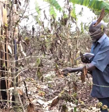 Ntungamo Farmers Sink Into Despair as Dry Spell Slashes Income for Two Years